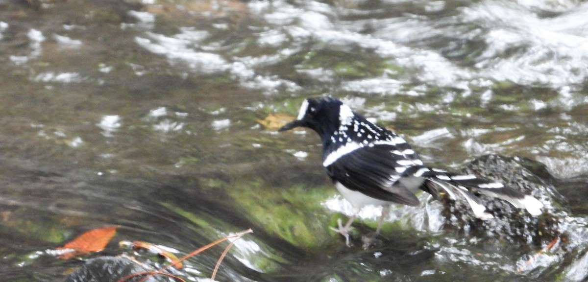 Spotted Forktail - ML618145276