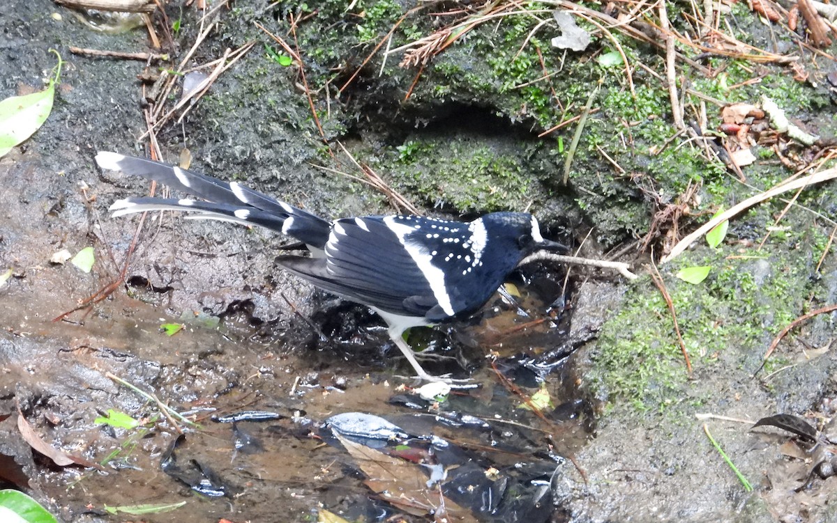Spotted Forktail - ML618145277