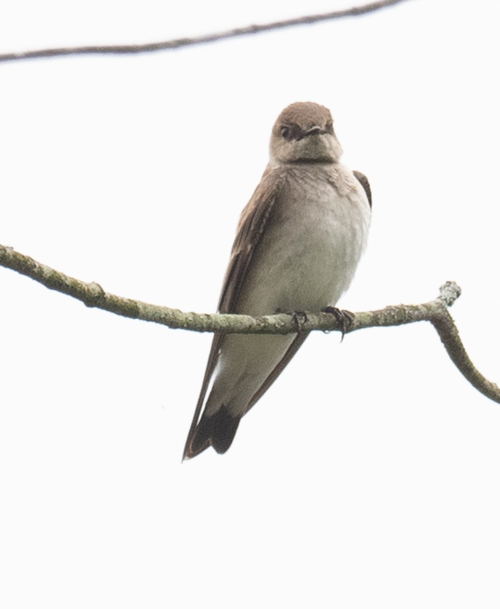 Northern Rough-winged Swallow - ML618145286
