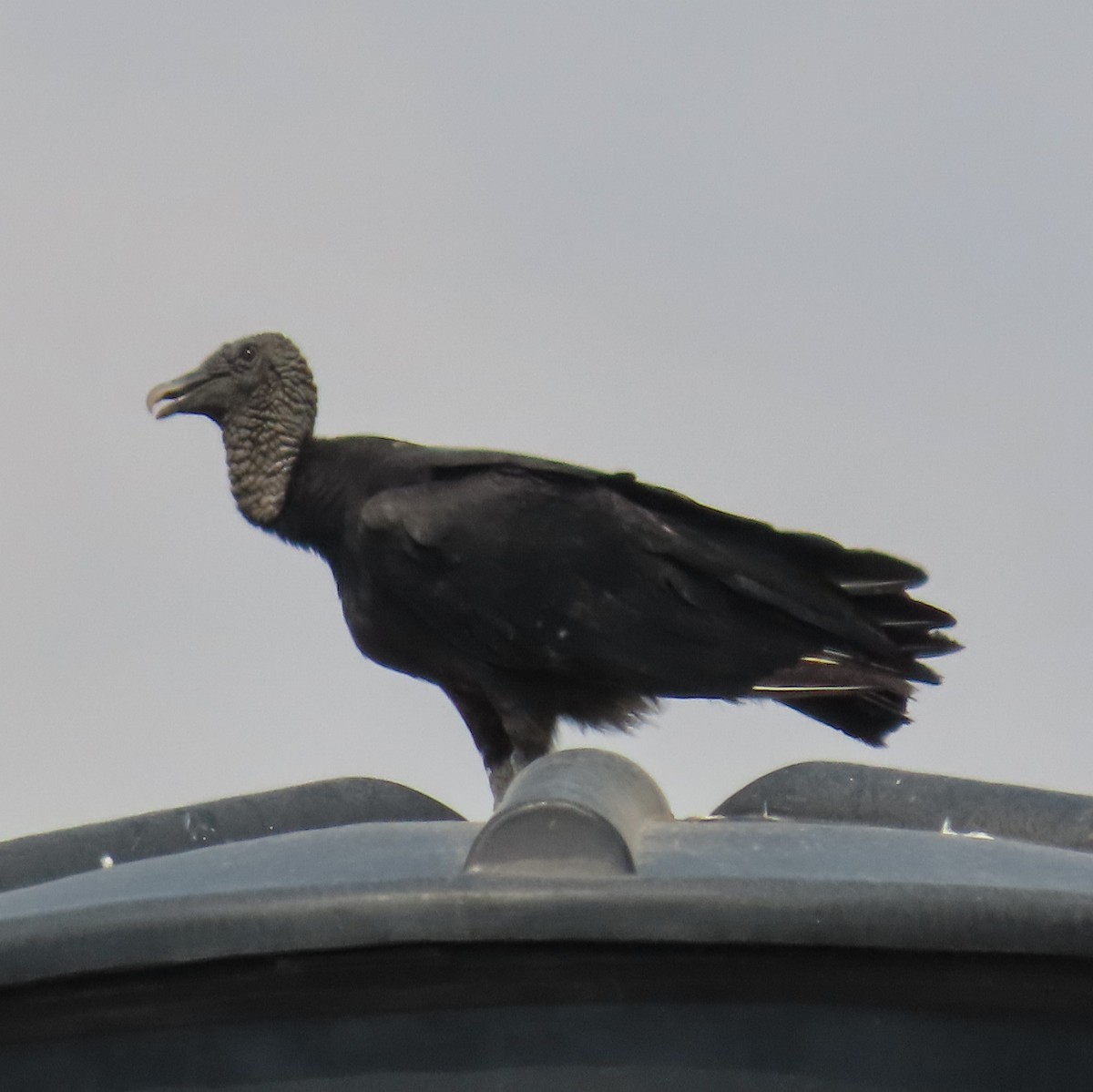 Black Vulture - ML618145352