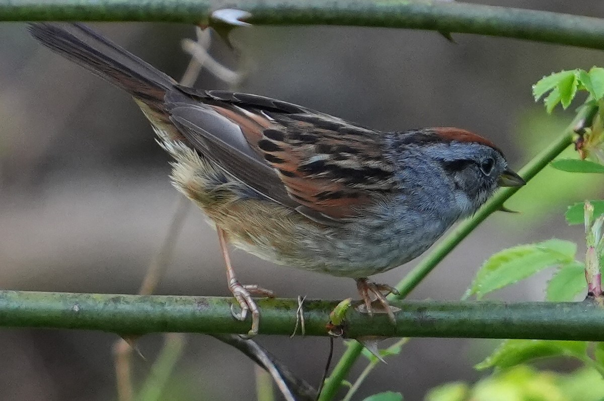 Swamp Sparrow - ML618145395