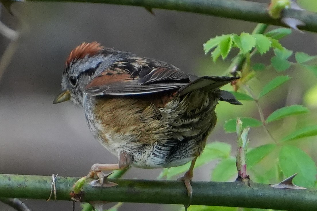 Swamp Sparrow - ML618145396