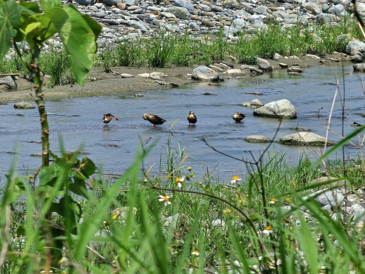 Eastern Spot-billed Duck - jason wu