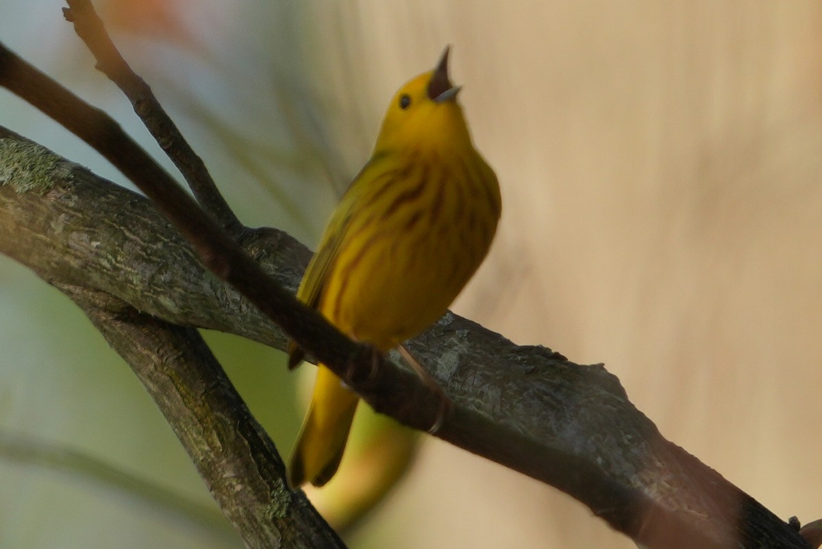 Yellow Warbler - ML618145414