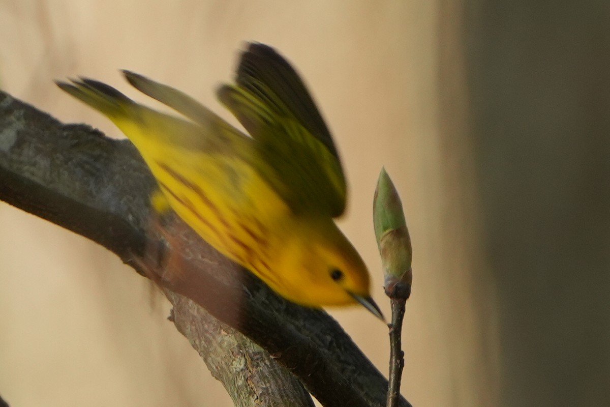 Yellow Warbler - Emily Mackevicius