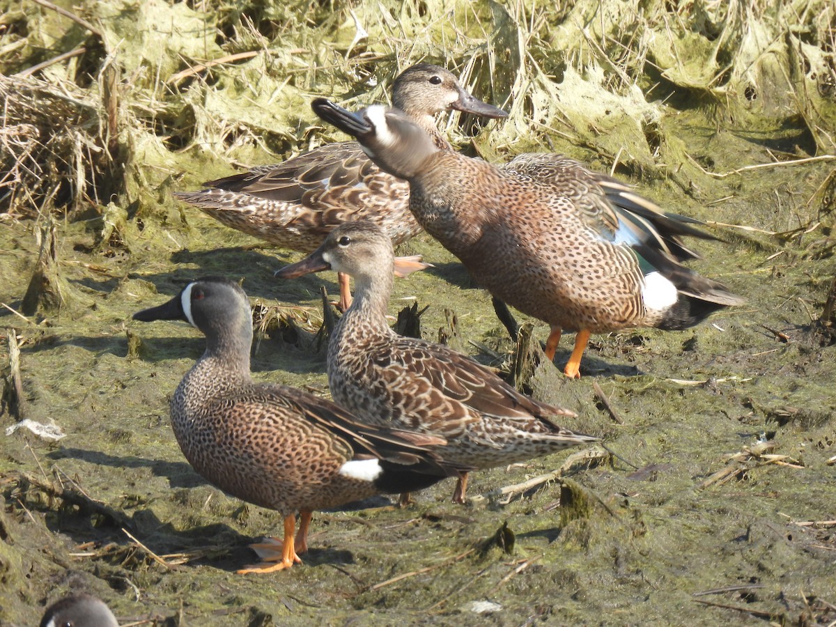 Blue-winged Teal - ML618145434
