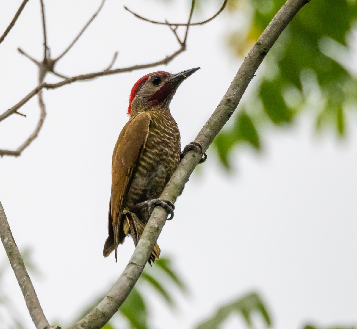 Golden-olive Woodpecker - ML618145519