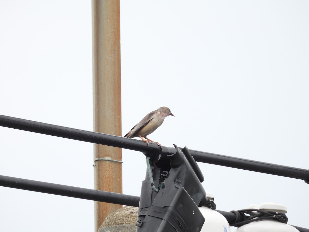 Chestnut-tailed Starling - ML618145532