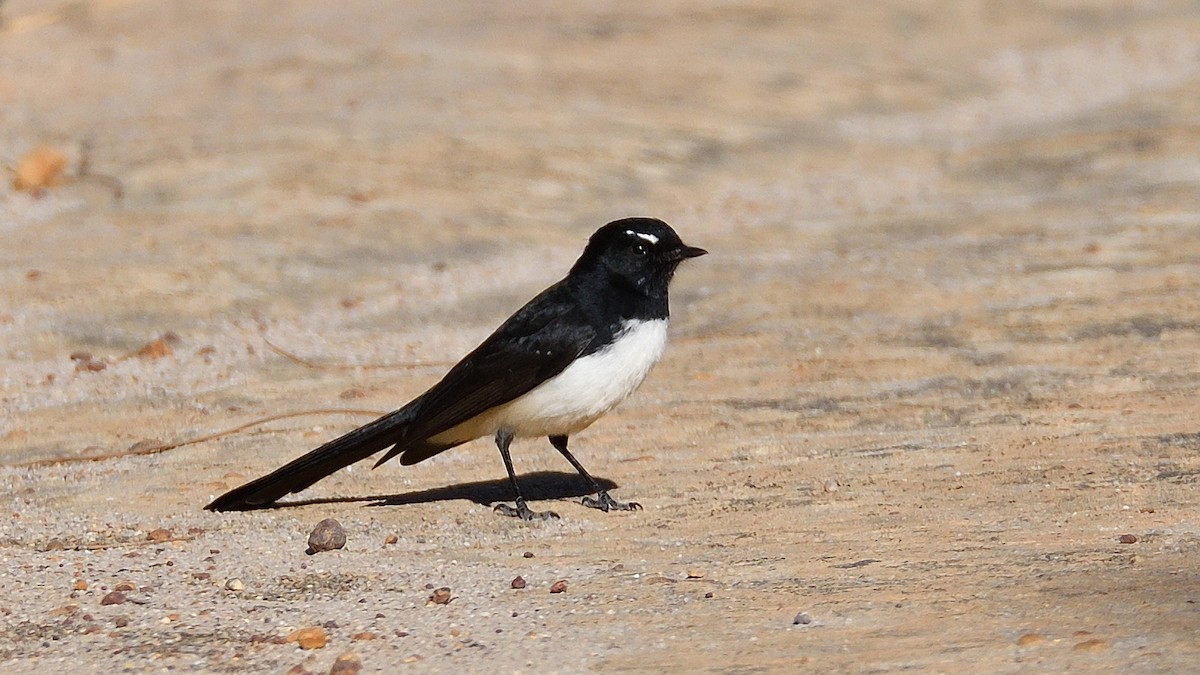 Willie-wagtail - ML618145533