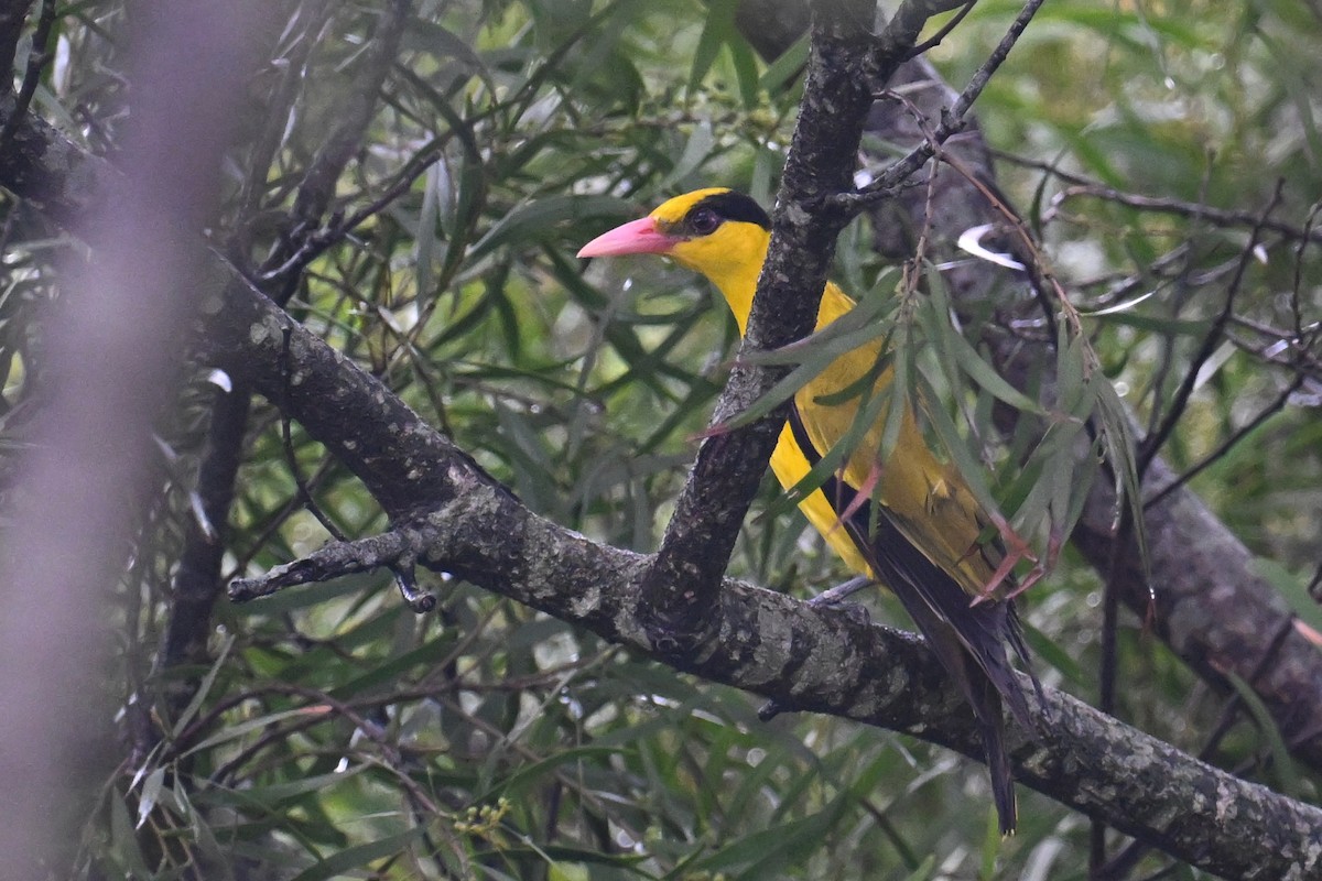 Black-naped Oriole - Ting-Wei (廷維) HUNG (洪)