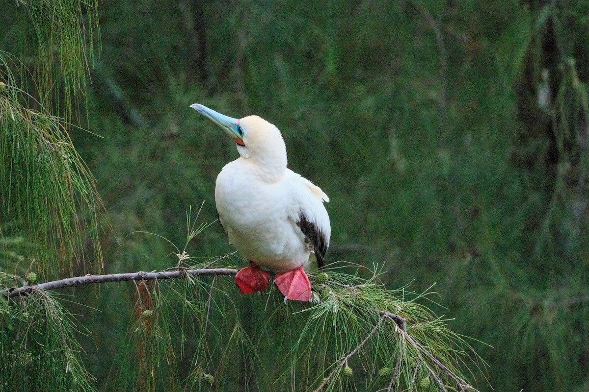 Red-footed Booby - Frederick Khedouri