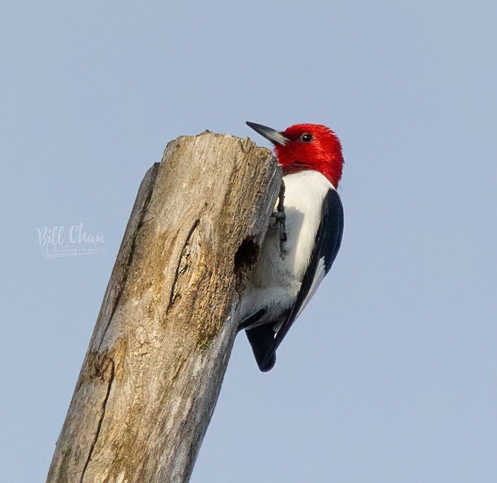 Red-headed Woodpecker - Bill Chan