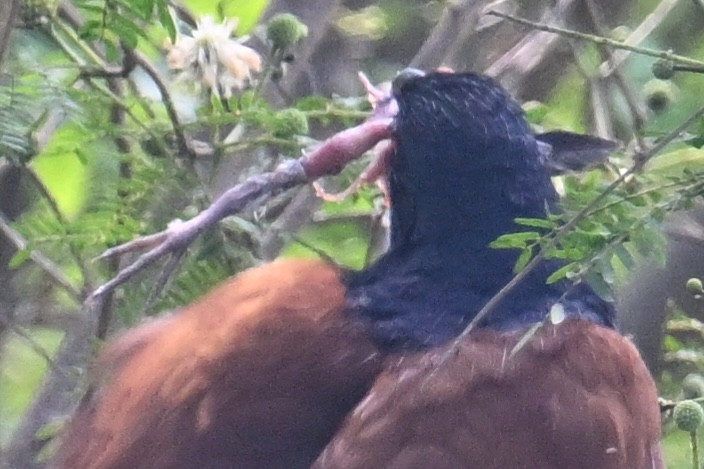Greater Coucal (Greater) - ML618145677