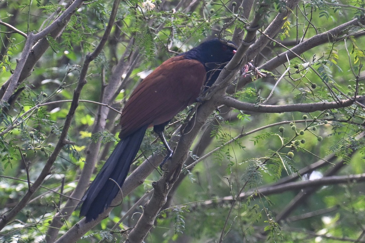 Greater Coucal (Greater) - Ting-Wei (廷維) HUNG (洪)
