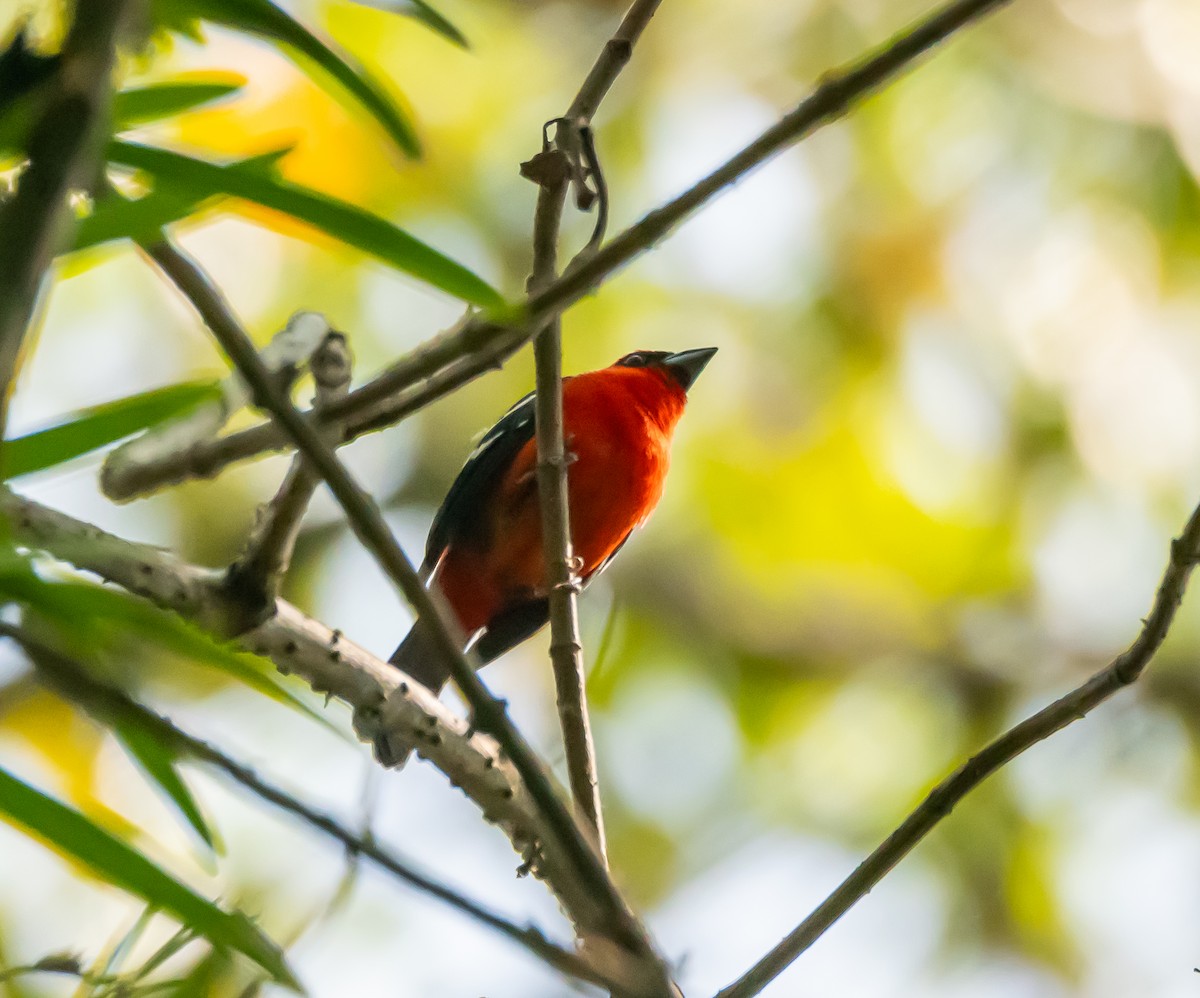 White-winged Tanager - ML618145687