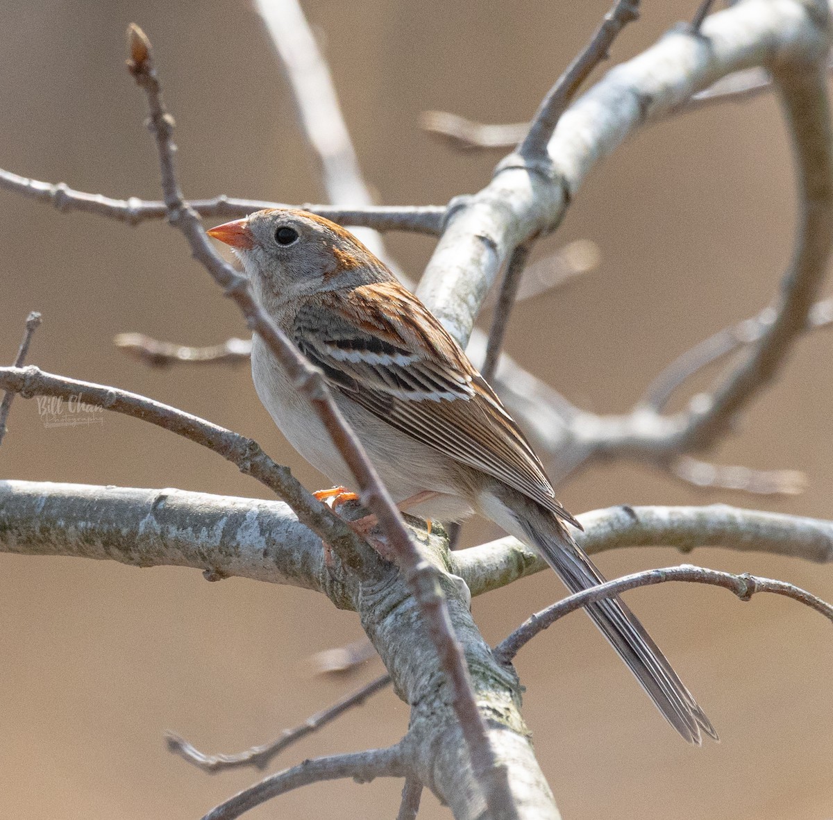 Field Sparrow - Bill Chan