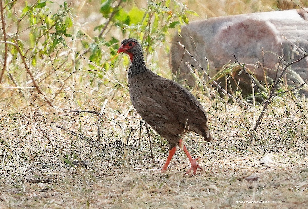 Red-necked Spurfowl - ML618145713