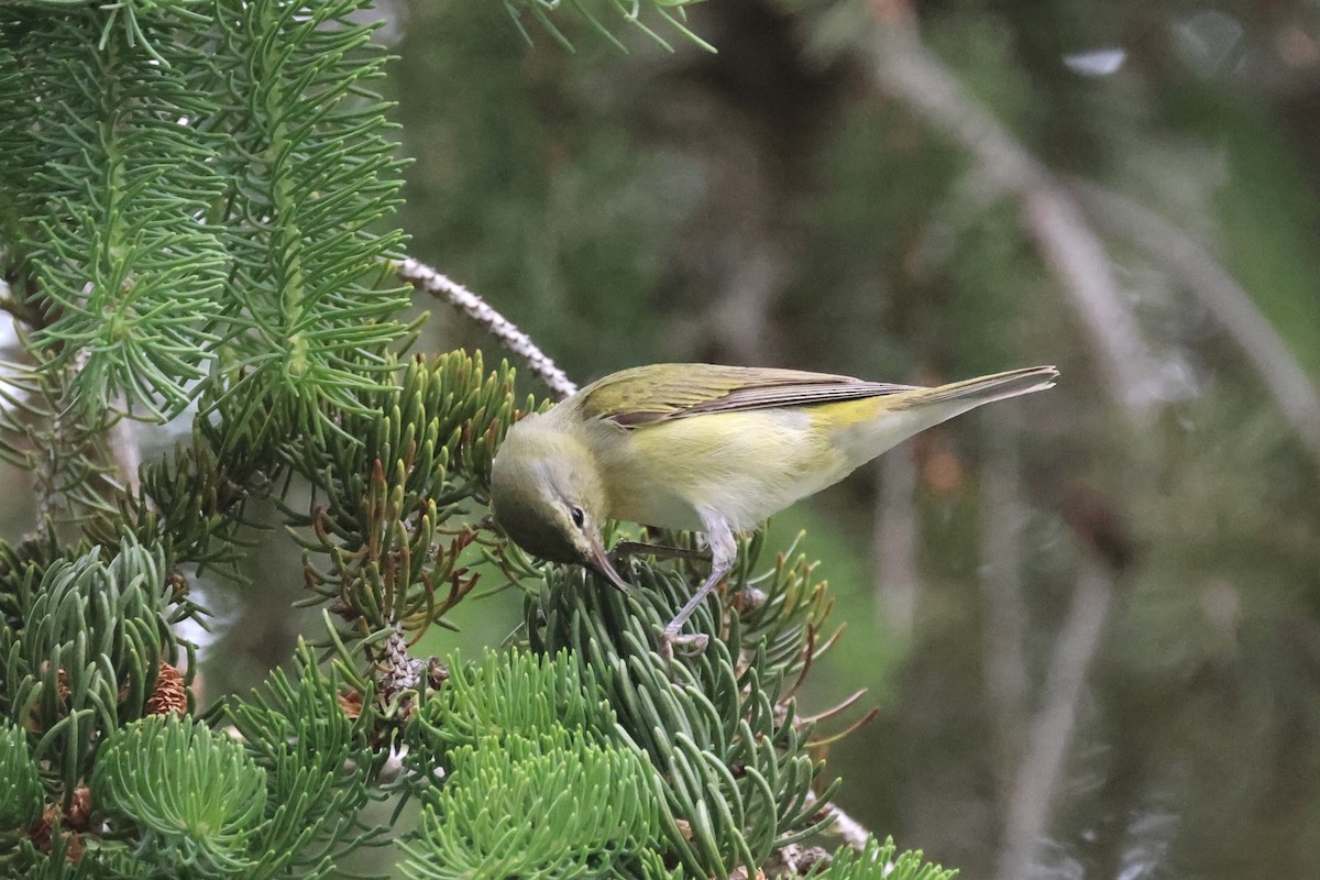 Tennessee Warbler - Katherine Bell