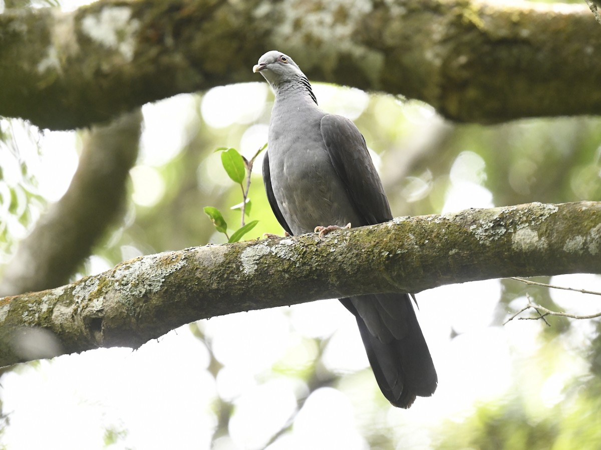 Nilgiri Wood-Pigeon - ML618145740