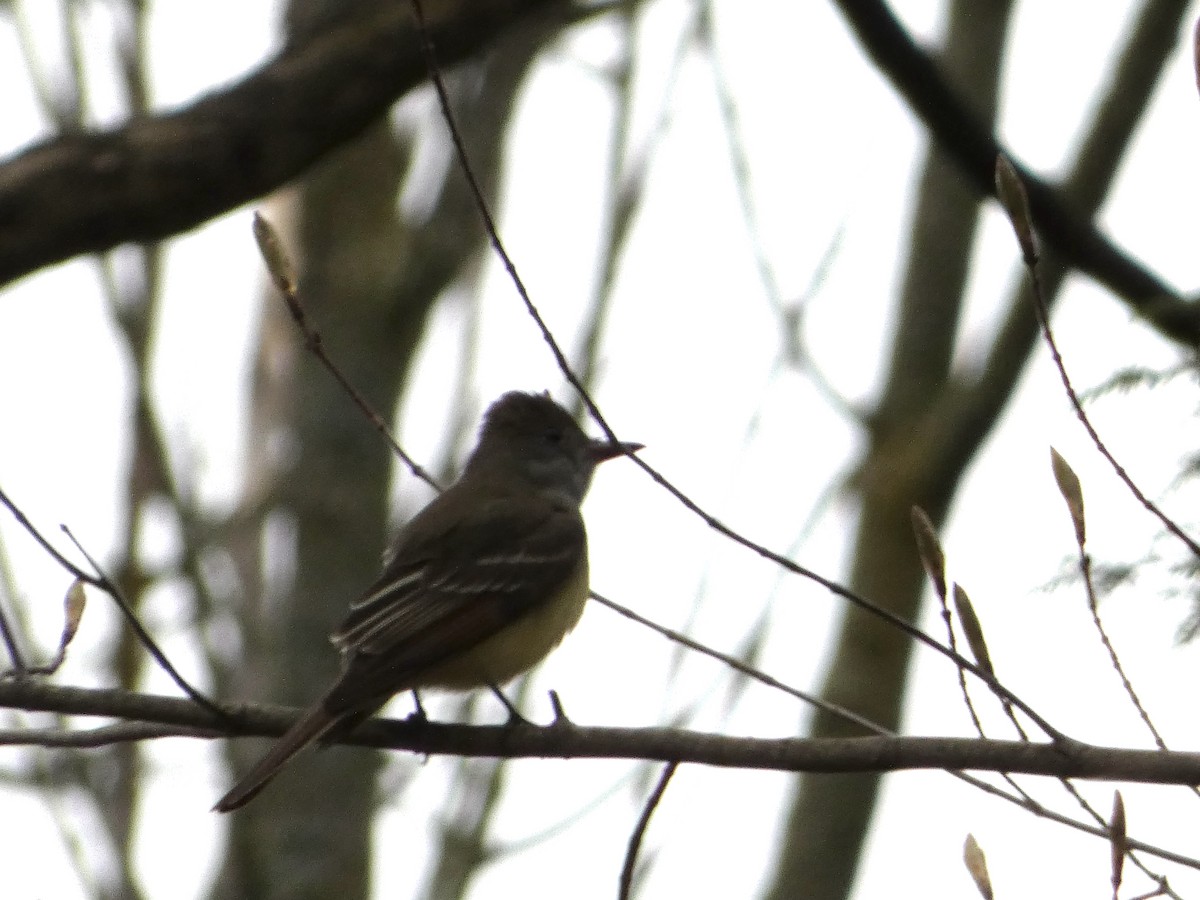 Great Crested Flycatcher - ML618145744