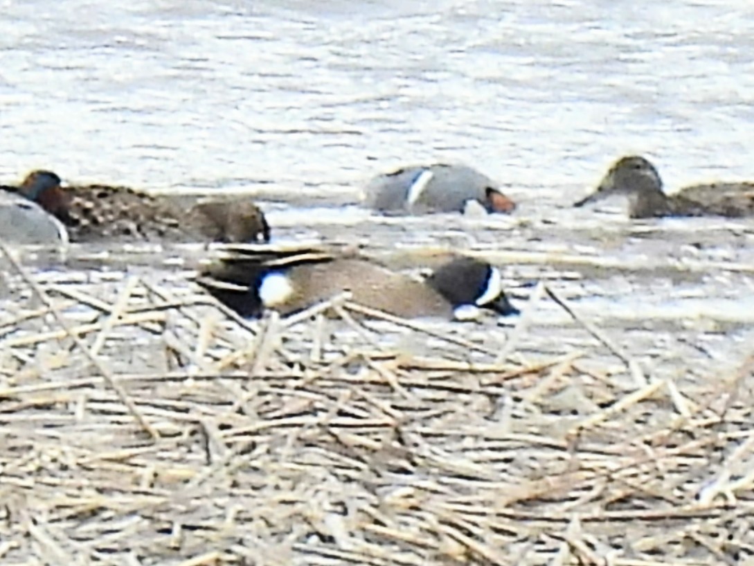 Blue-winged Teal - ML618145799