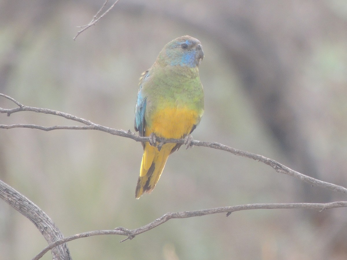 Scarlet-chested Parrot - ML618145813