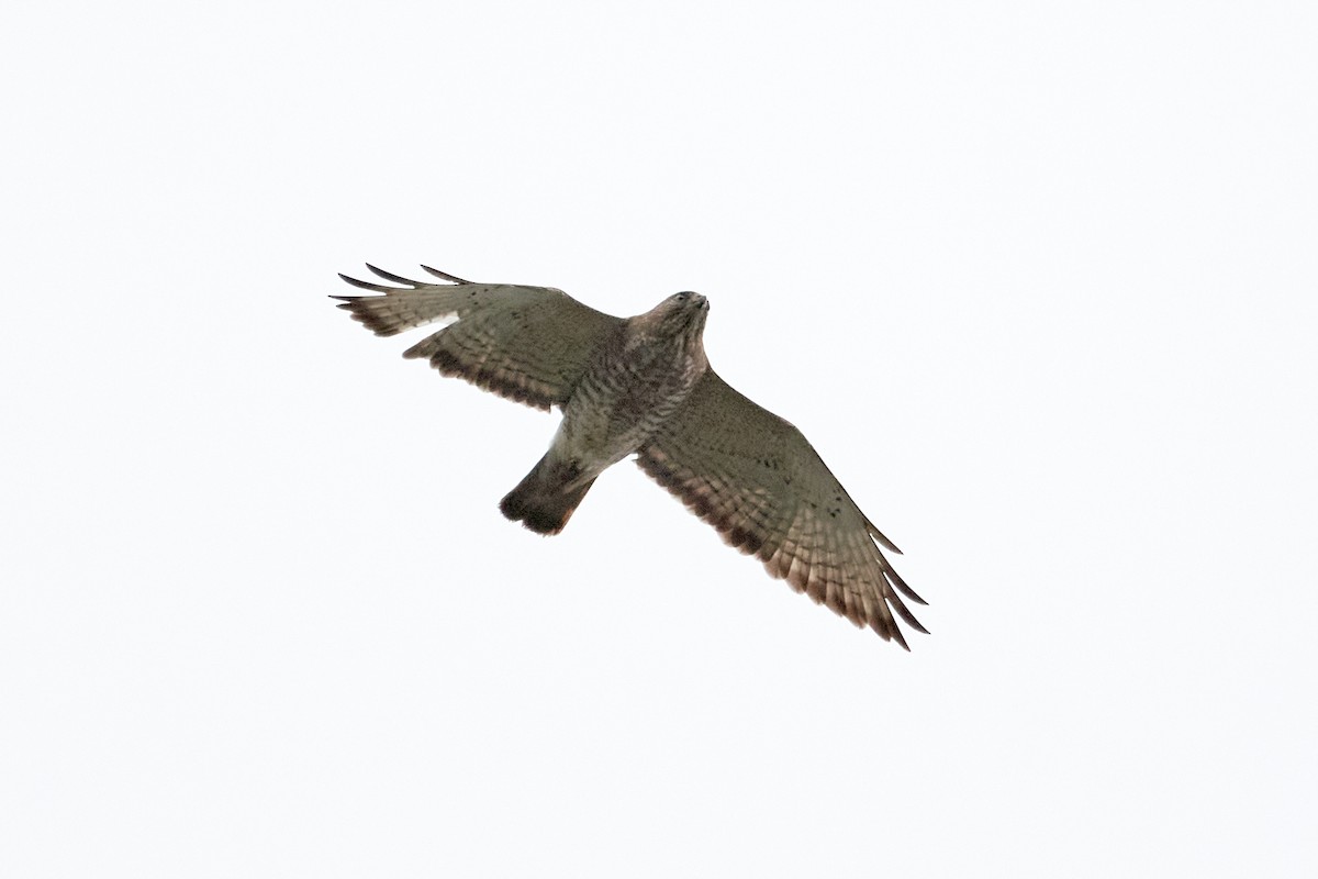 Broad-winged Hawk - Patrice St-Pierre