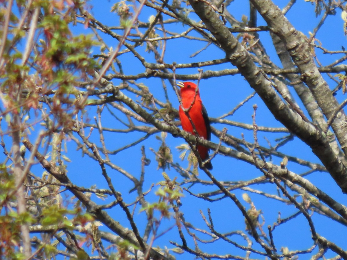 Scarlet Tanager - ML618145854