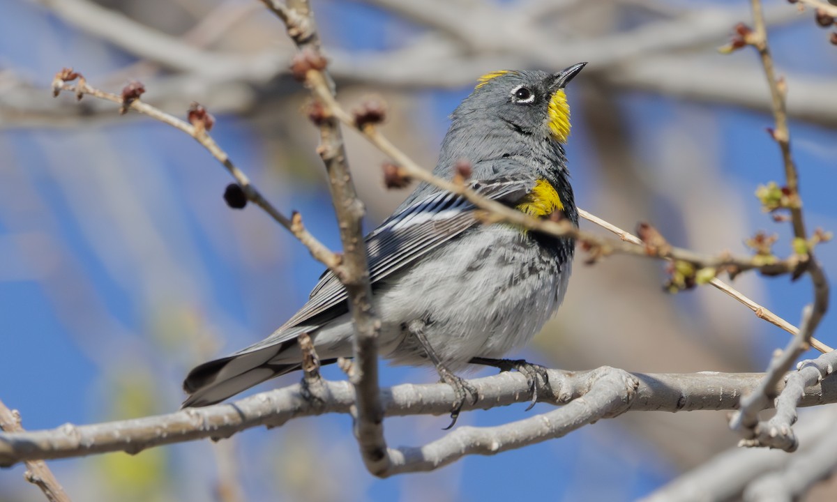 Yellow-rumped Warbler (Audubon's) - ML618145871