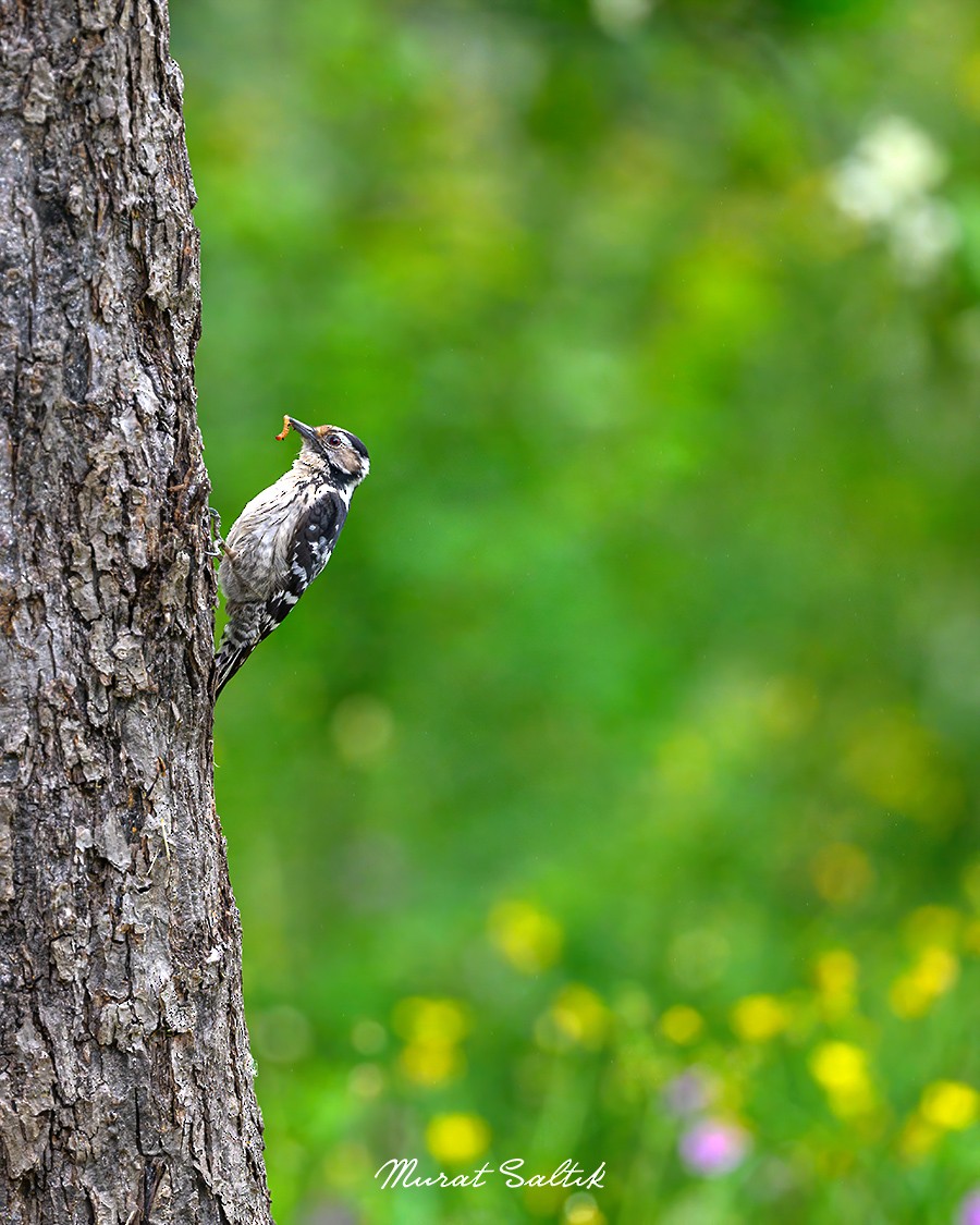 Lesser Spotted Woodpecker - Murat SALTIK