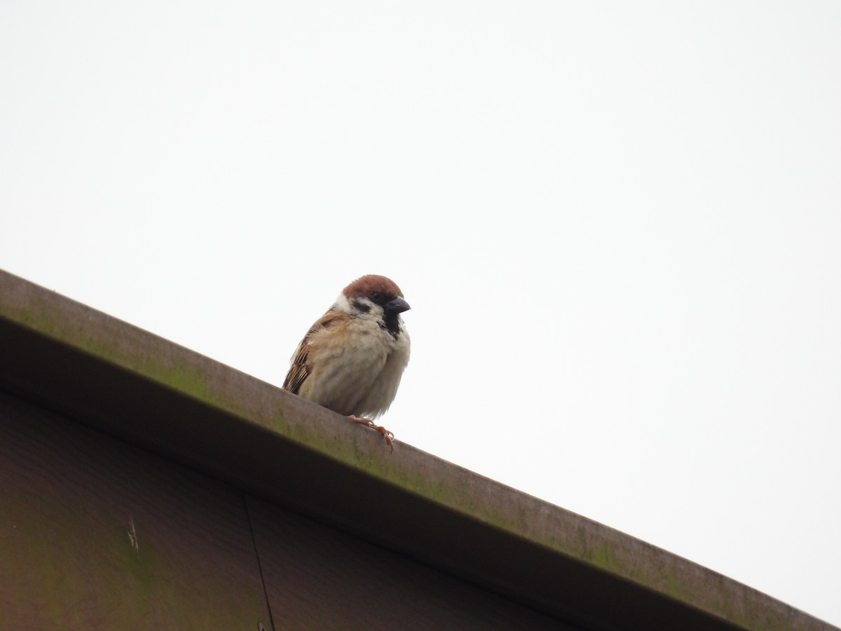 Eurasian Tree Sparrow - ML618145877