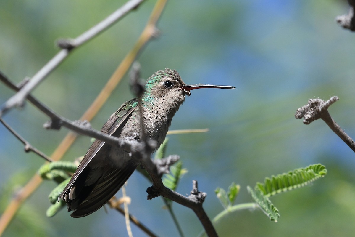Black-chinned Hummingbird - ML618145881