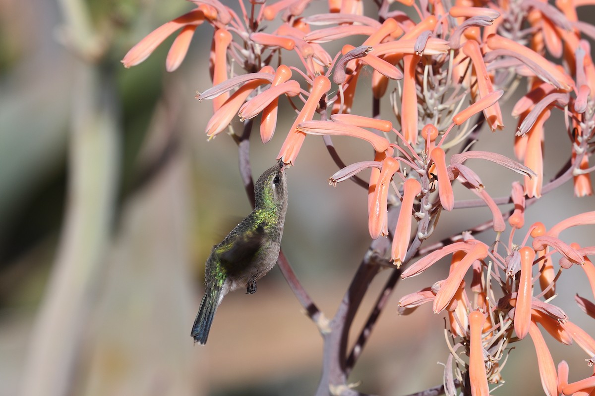 Black-chinned Hummingbird - ML618145883