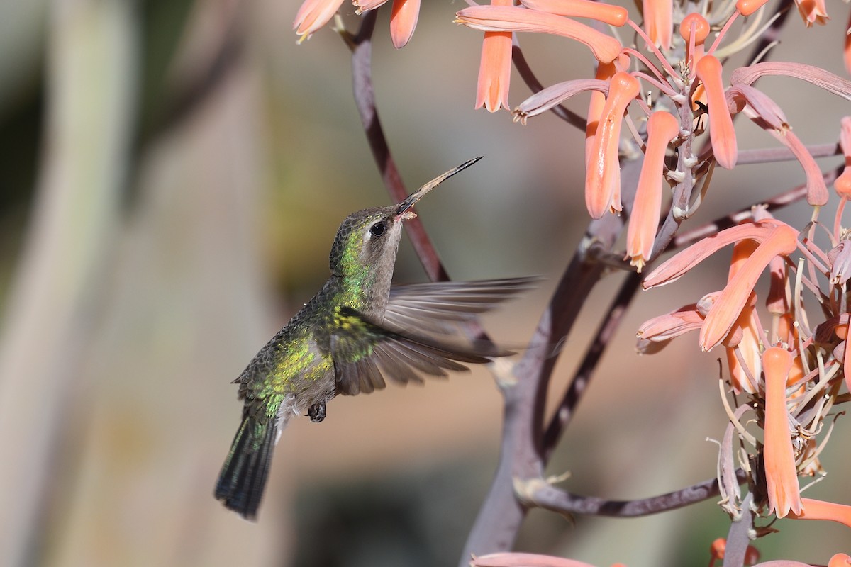Black-chinned Hummingbird - ML618145884