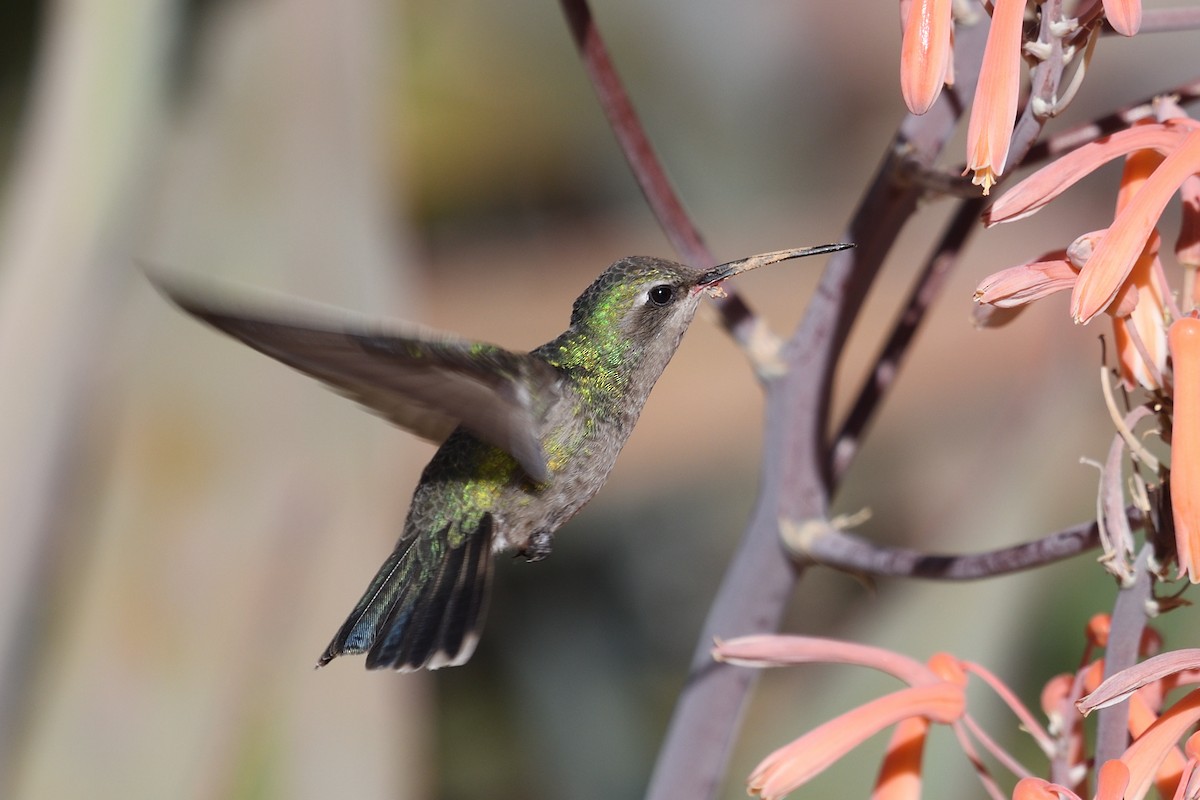 Black-chinned Hummingbird - ML618145886