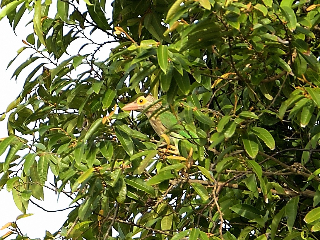 Lineated Barbet - ML618145896