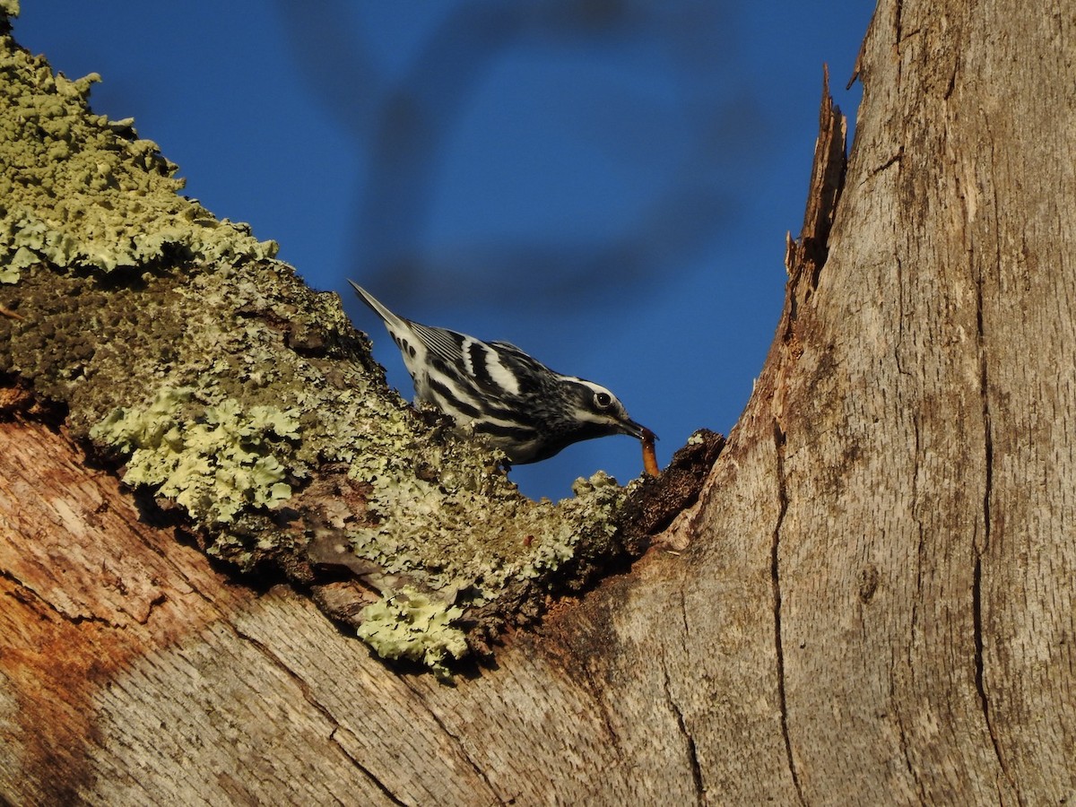 Black-and-white Warbler - ML618145920