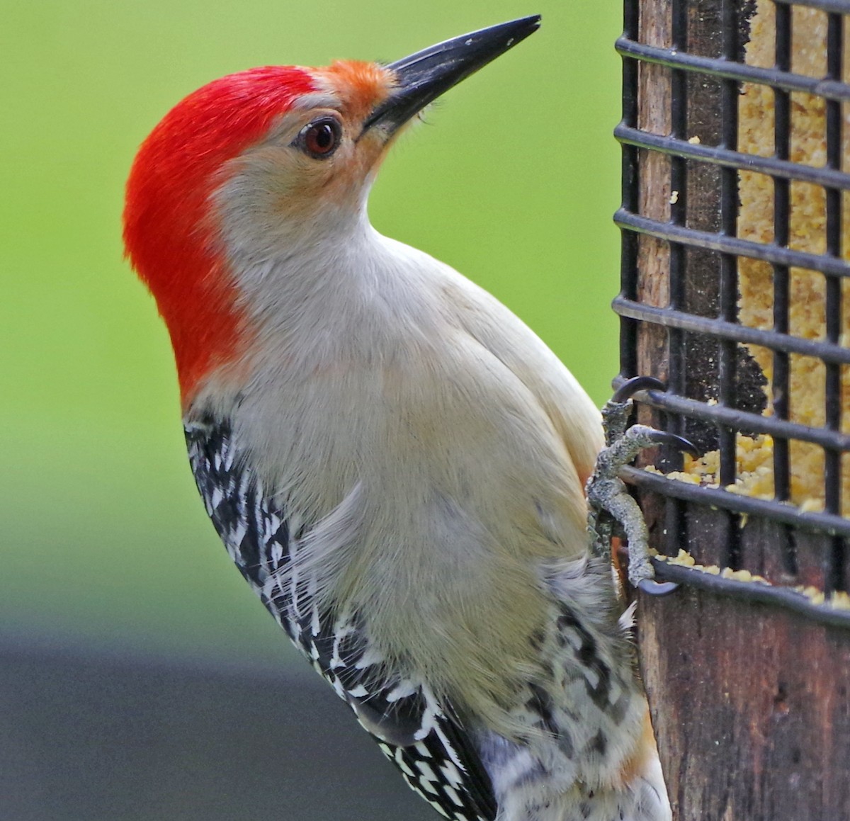 Red-bellied Woodpecker - Bill Winkler