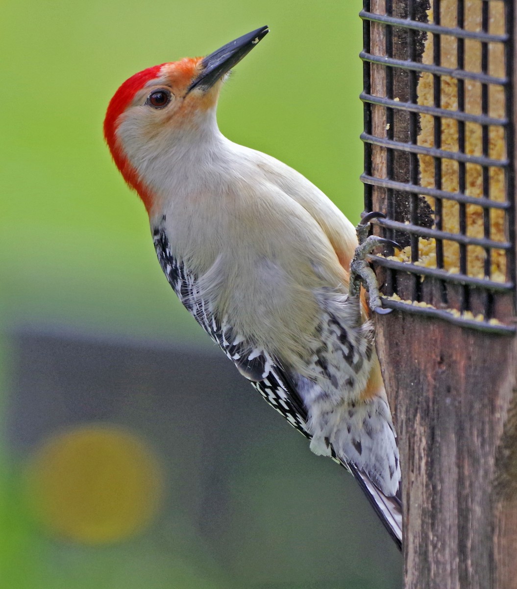 Red-bellied Woodpecker - Bill Winkler