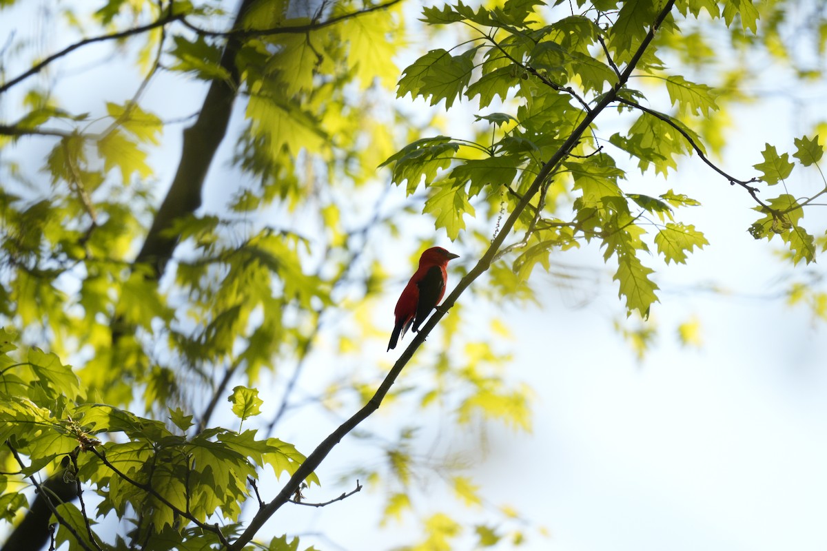 Scarlet Tanager - ML618145955