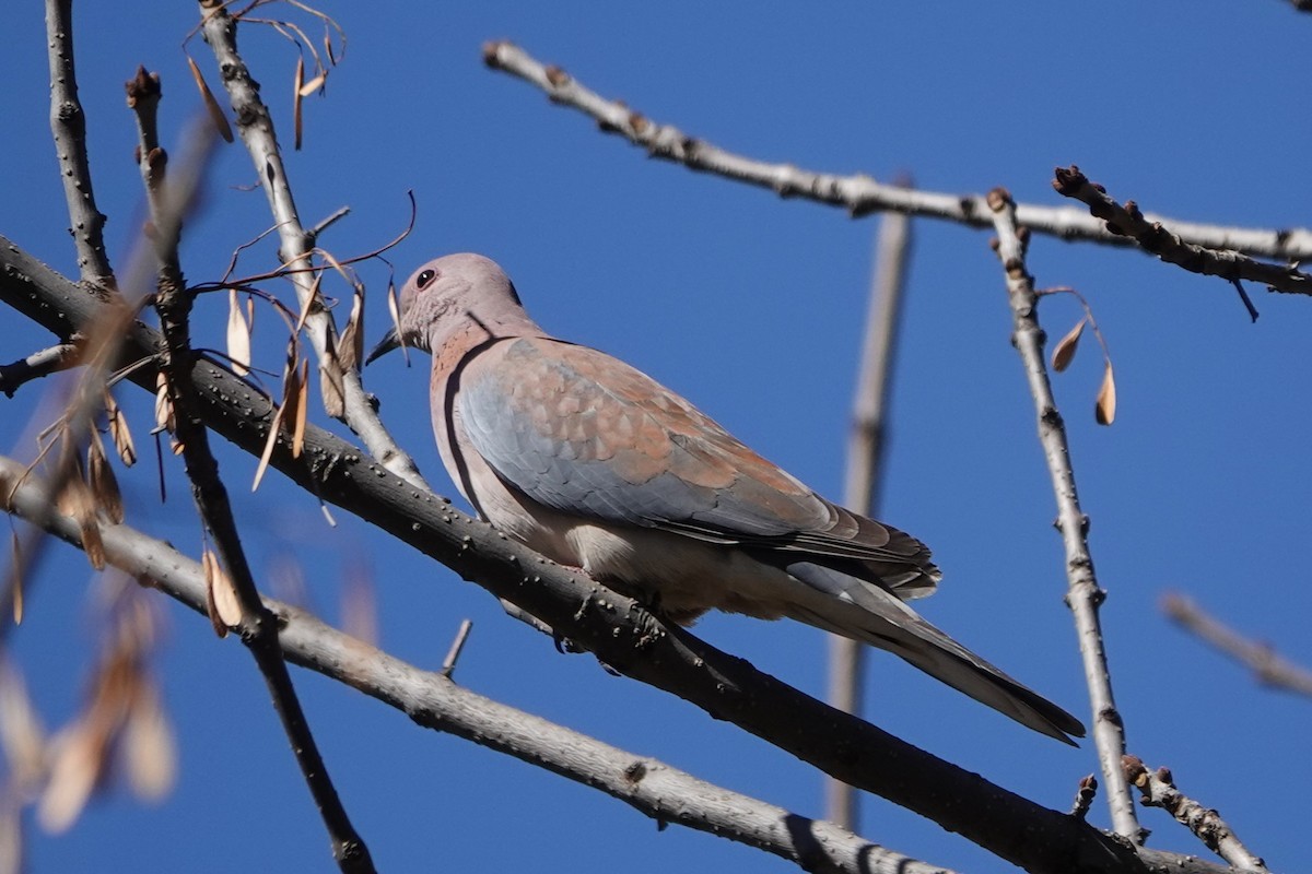 Laughing Dove - ML618145969