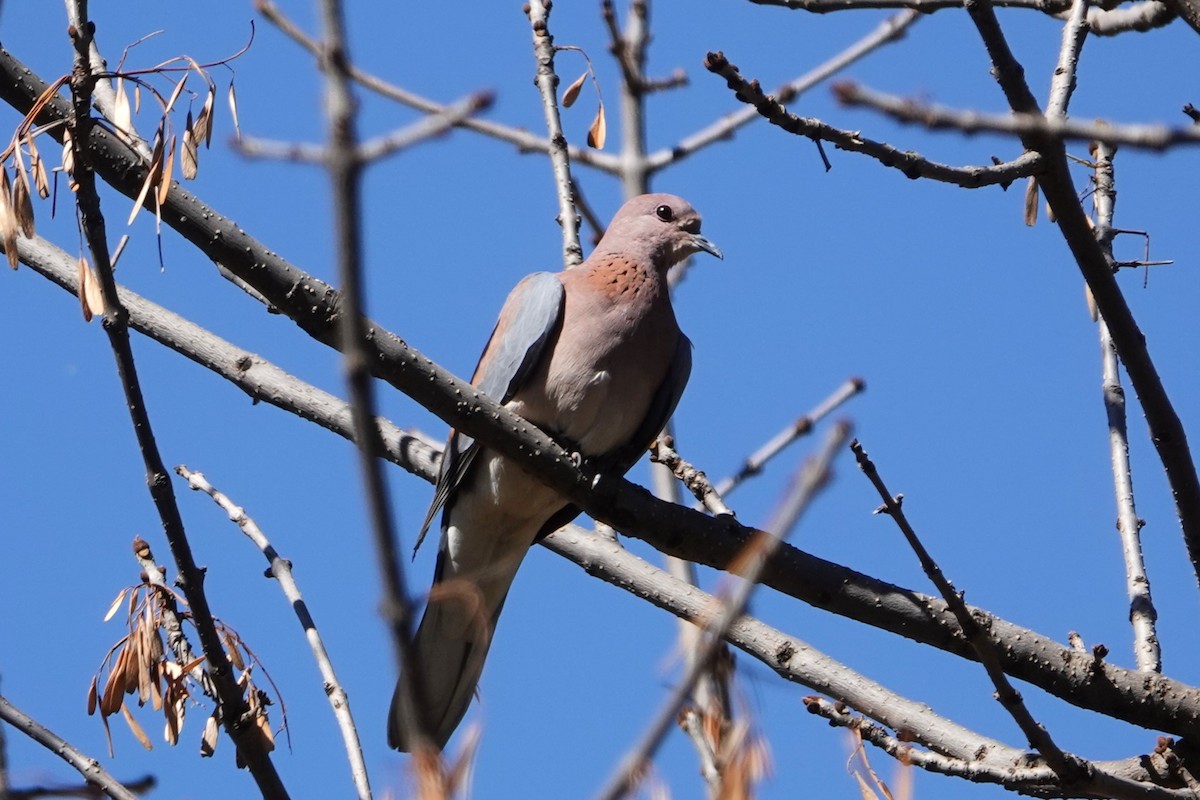 Laughing Dove - ML618145970
