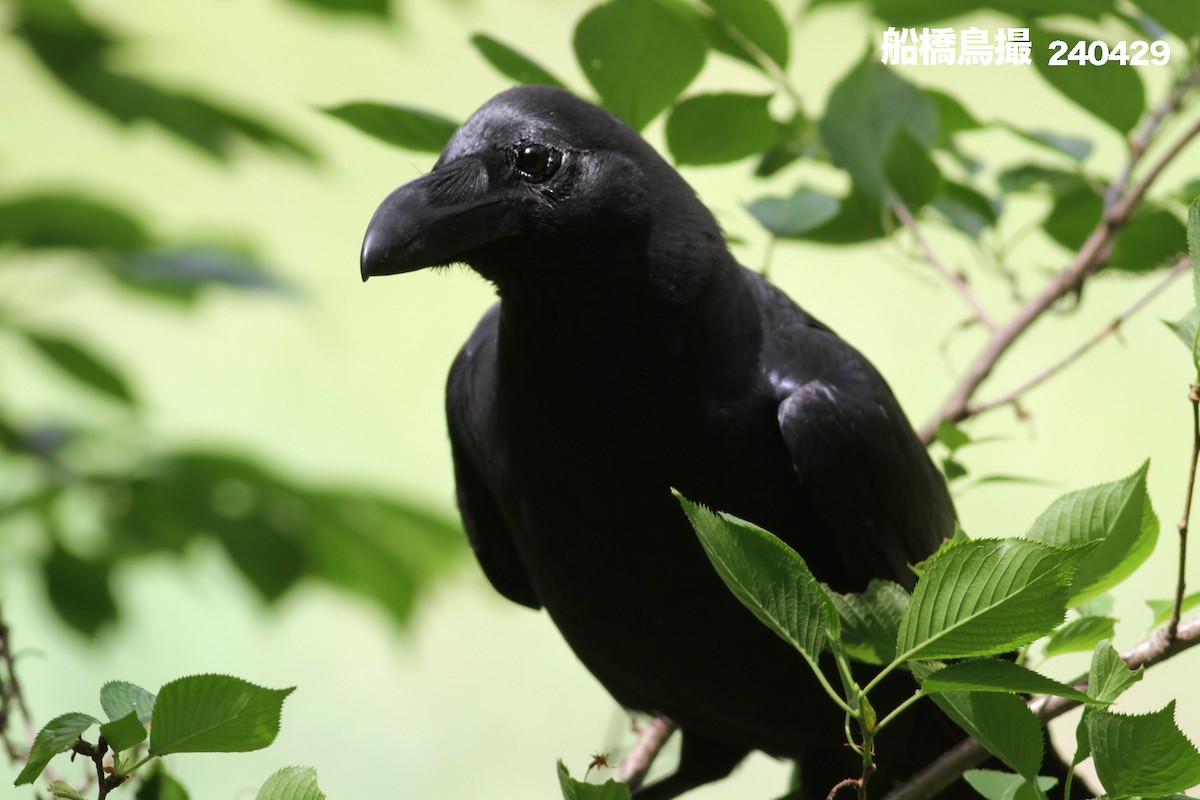Large-billed Crow - Funabashi Toridori