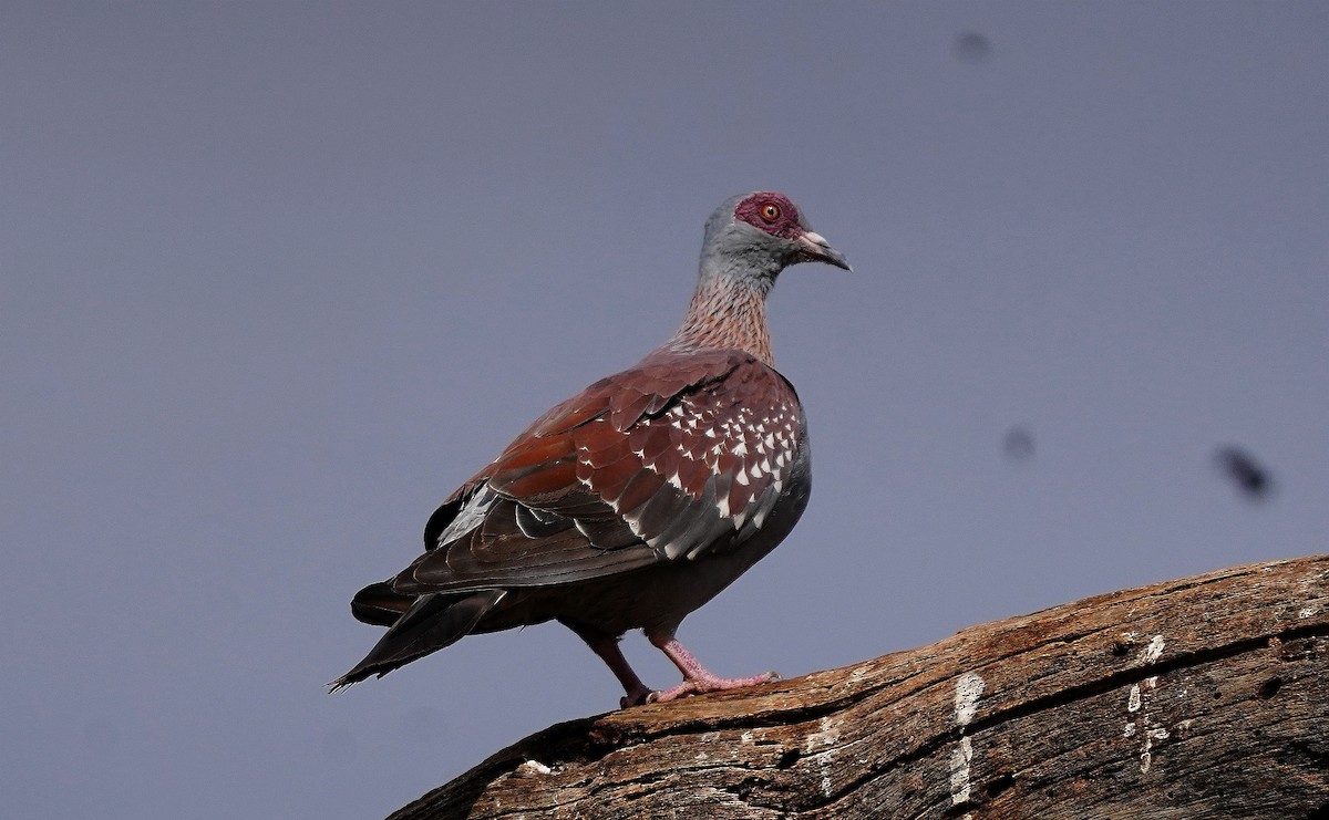 Speckled Pigeon - ML618145983