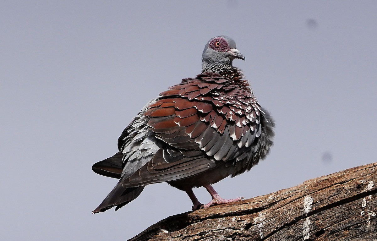 Speckled Pigeon - ML618145984