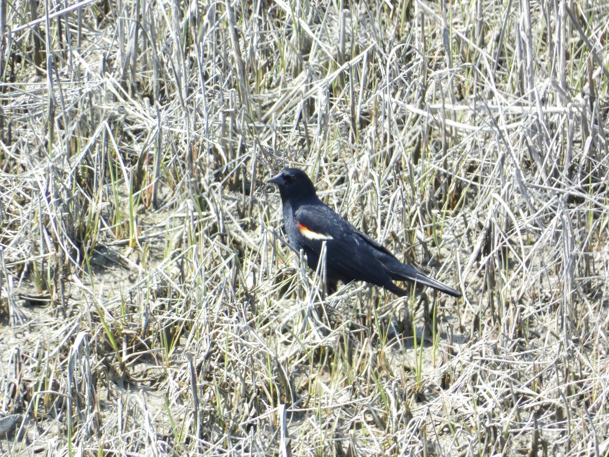 Red-winged Blackbird - ML618145989