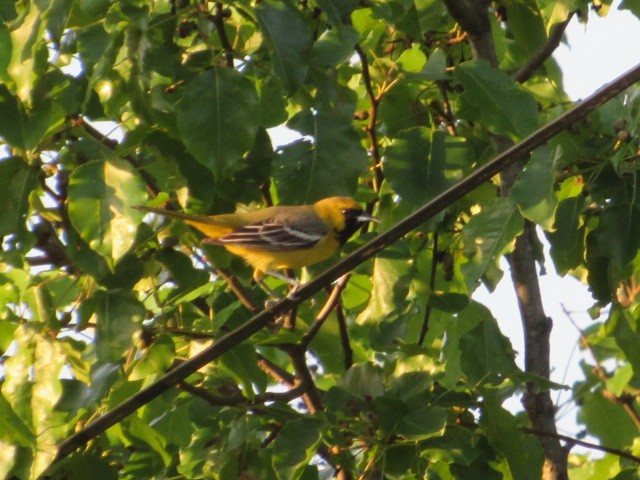 Orchard Oriole - ML618146010