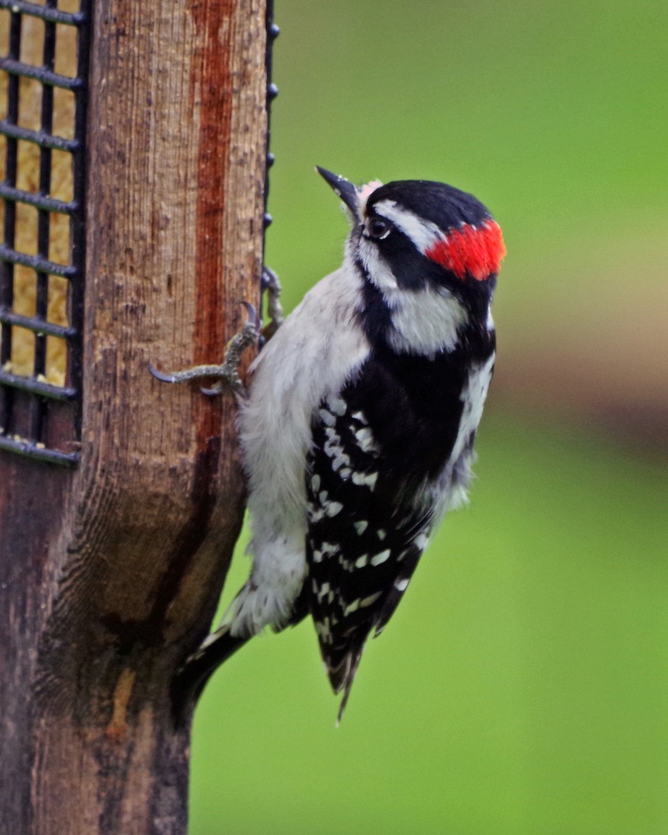 Downy Woodpecker - Bill Winkler