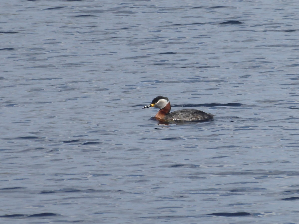 Red-necked Grebe - ML618146083