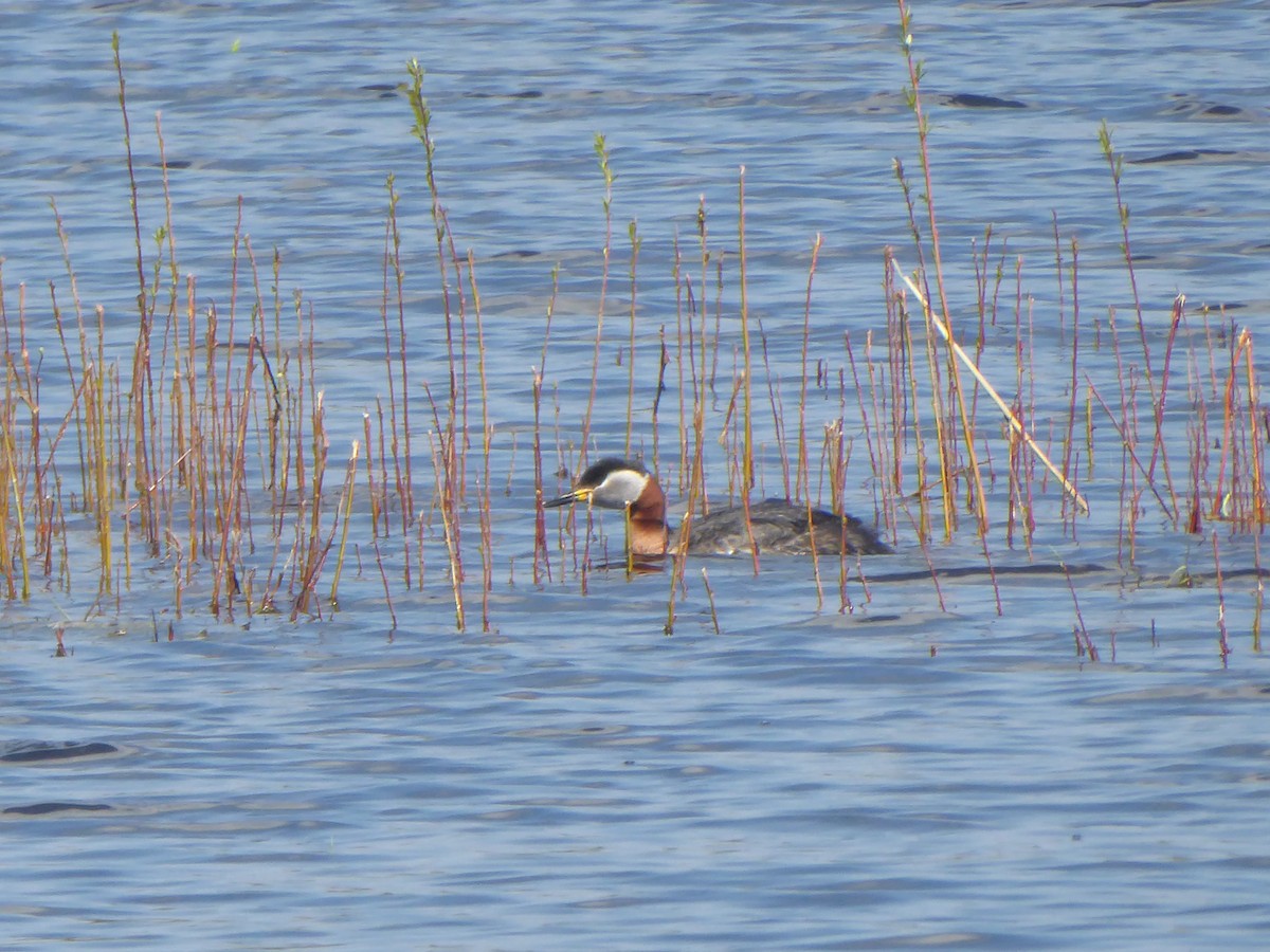 Red-necked Grebe - ML618146084